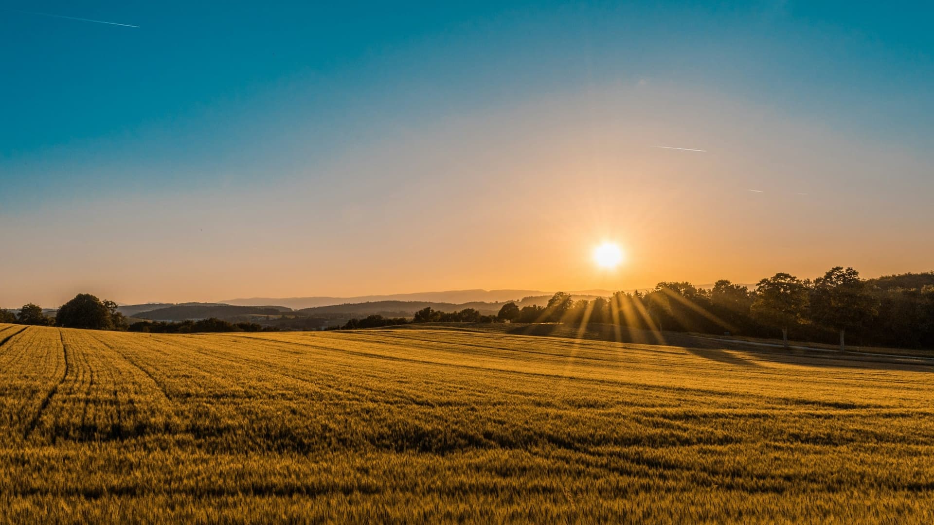 Wheat field at sunset